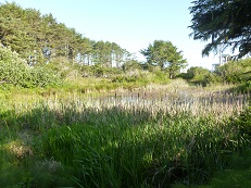 The wetlands directly behind our house